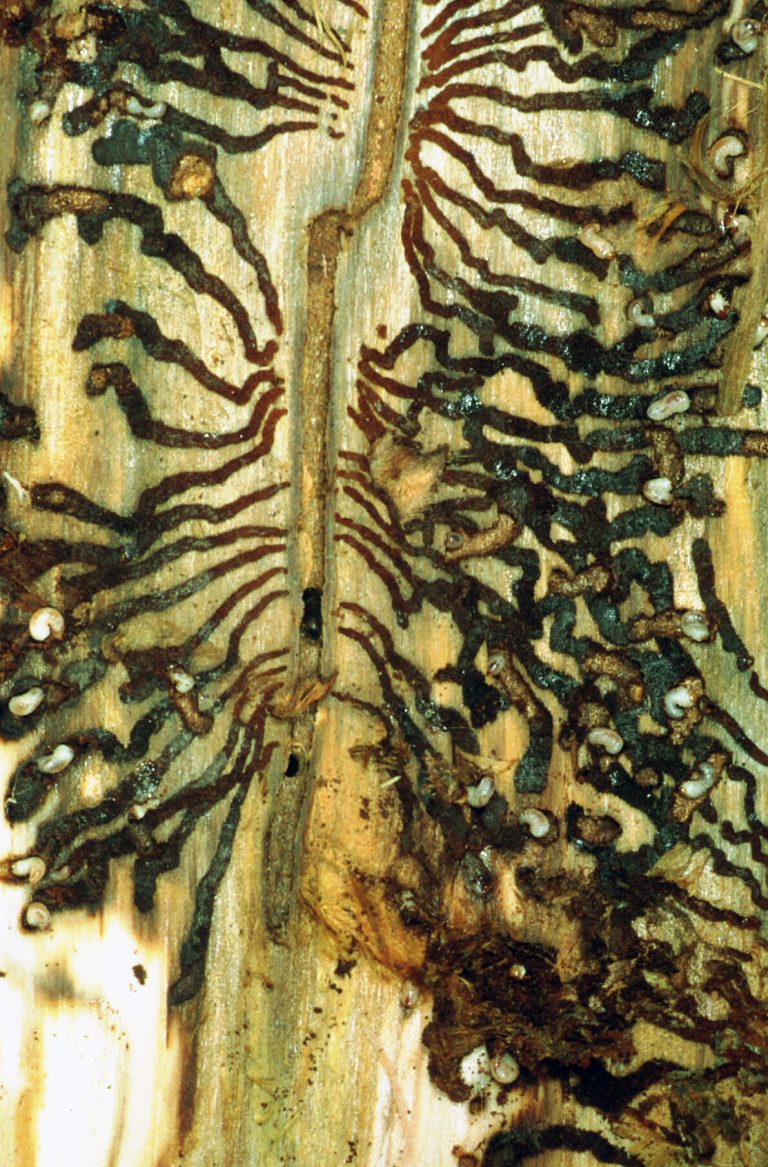 25-Ips typographus-rovi 1_corr_1 (2)