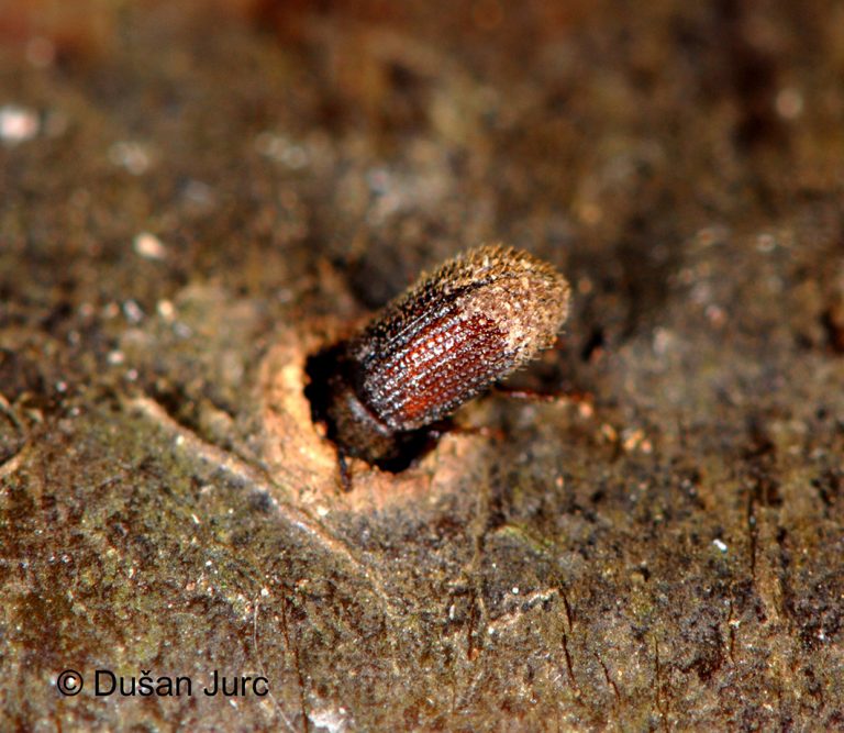 Hylastinus fankhauseri-adult3-luknja (2) DB