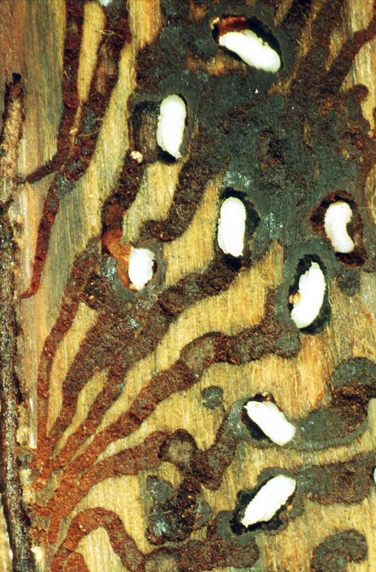 Ips typographus----rovi_corr-1