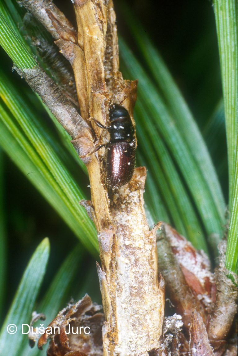 Tomicus piniperda - simptom 1 (2) DB
