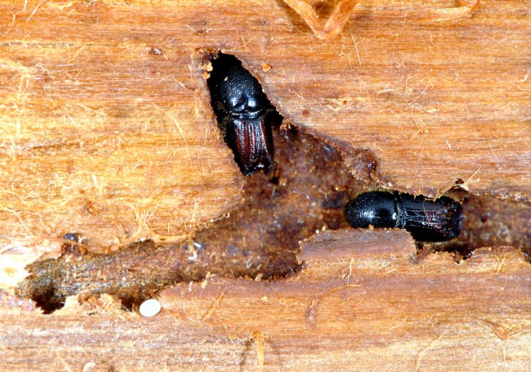 ips-typographus-kotilnica2 (2)