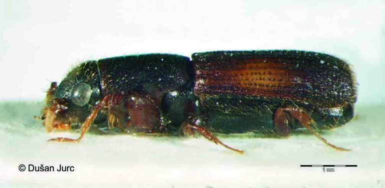 1 Platypus-cylindrus-ona2EFI_corr-1