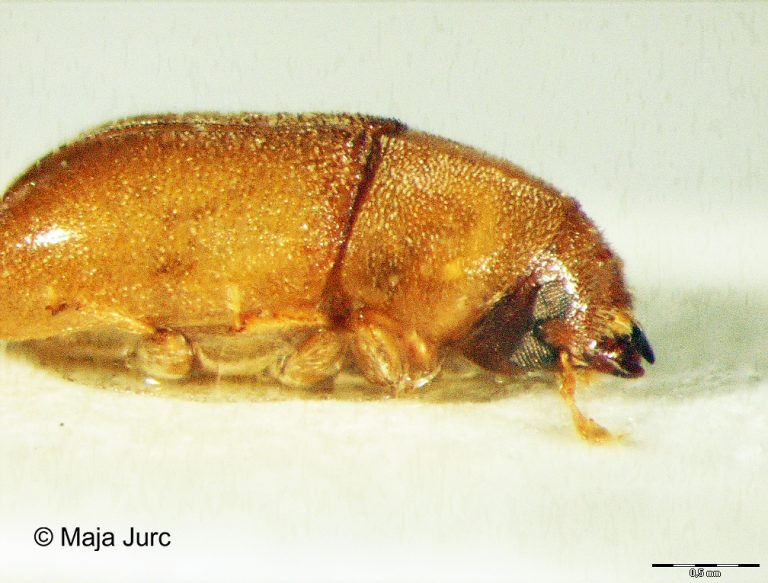 1 Polygraphus-poligraphus2aEFI-p