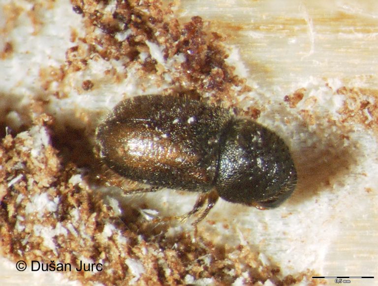 1 cryphalus-piceae1EFImer-p