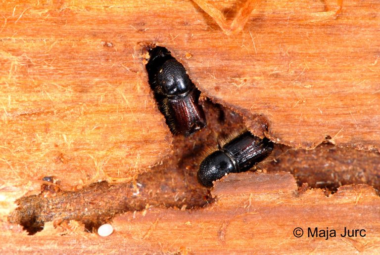12 ips-typographus-kotilnica-p