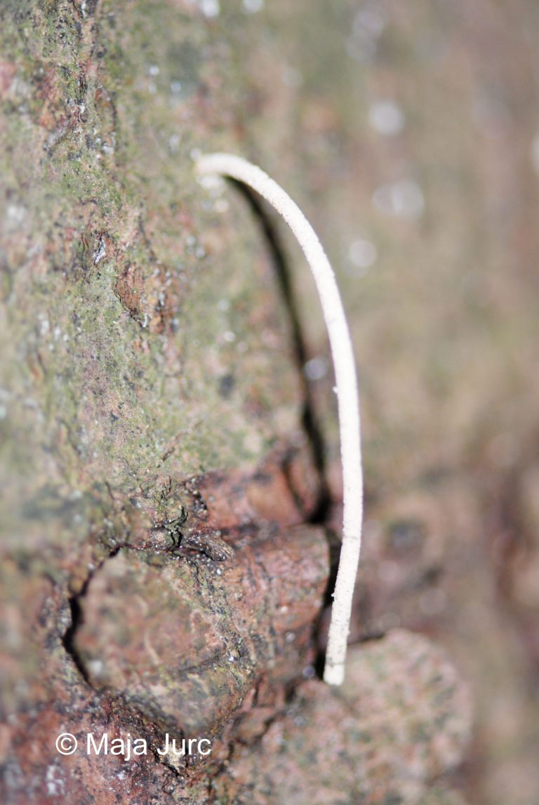3 DSC_0354
