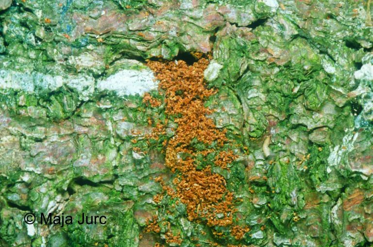 3 Ipinae - Ips typographus - črvina-p