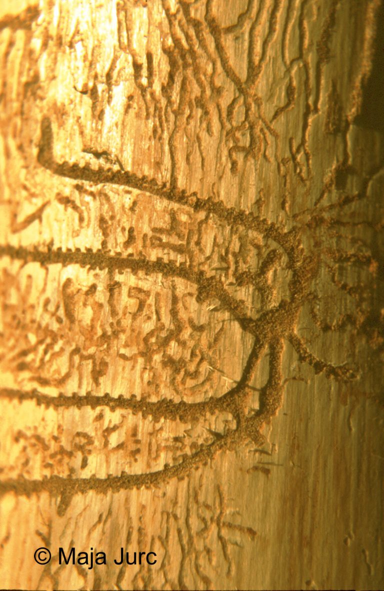 3 Pityokteines-spinidens-rov1