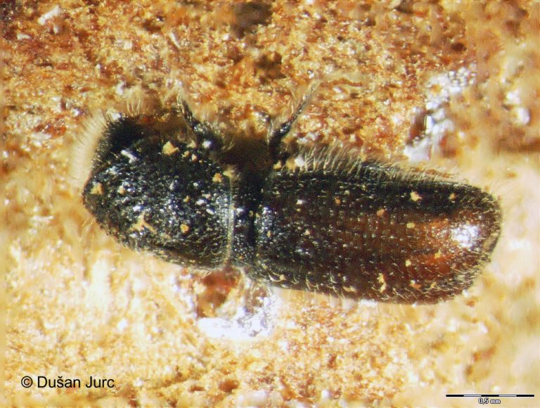 3P-quadridens12onaEFI_corr-1-p