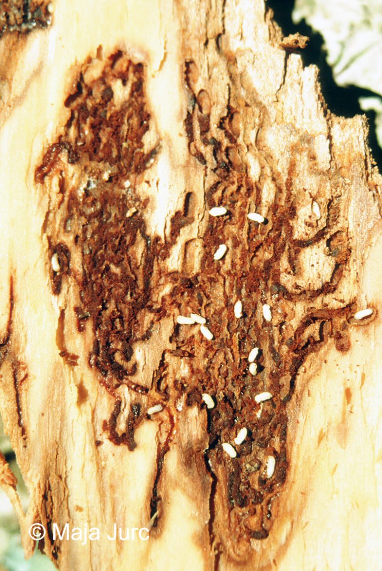 4-Cryphalus piceae-ličinke, poškodba DB-p
