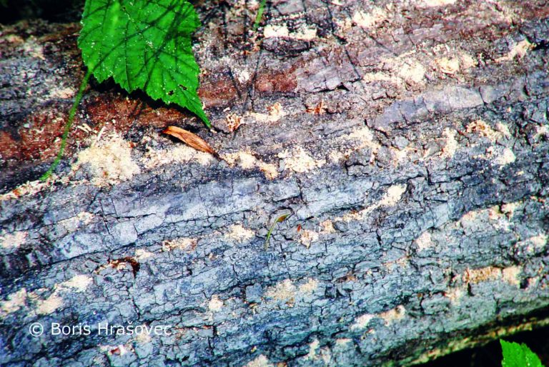 4 DSC03874_corr-1-p