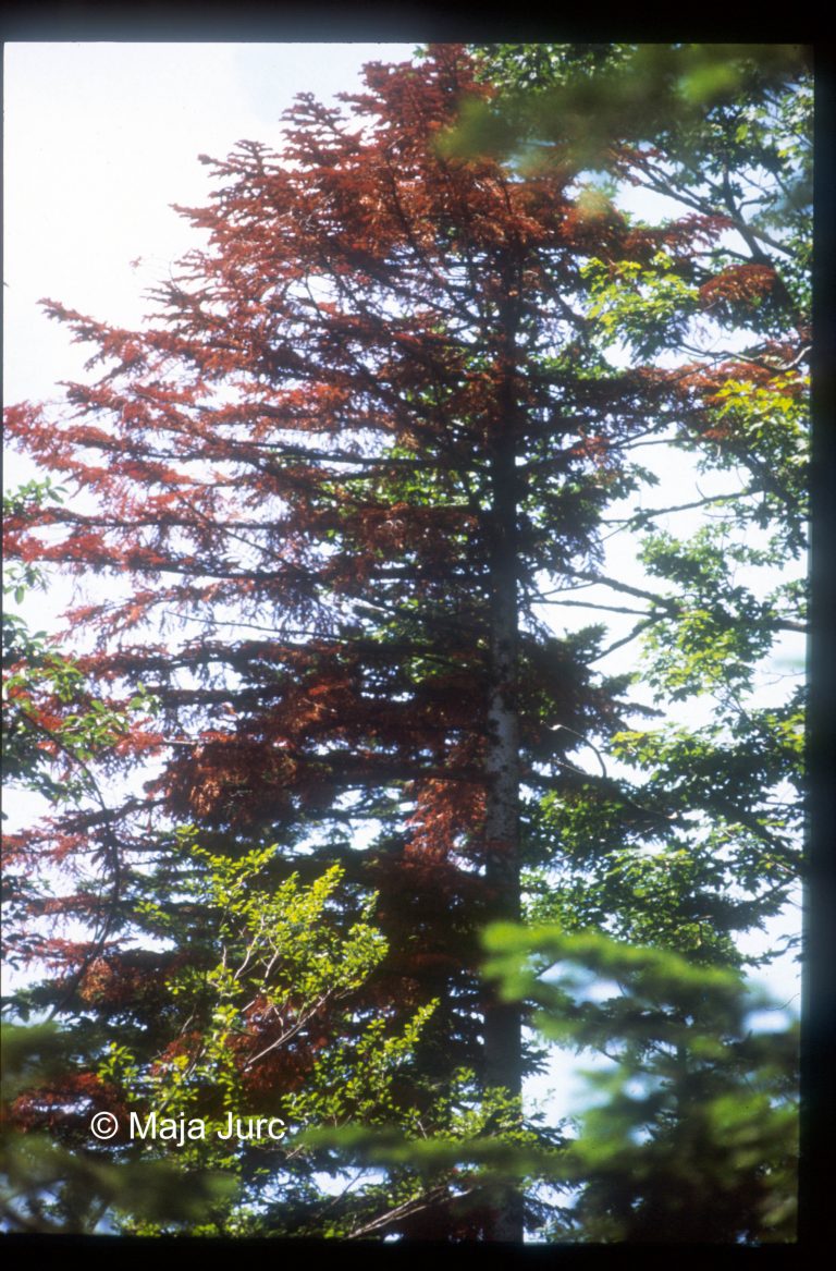 4 Image37_corr-1-p
