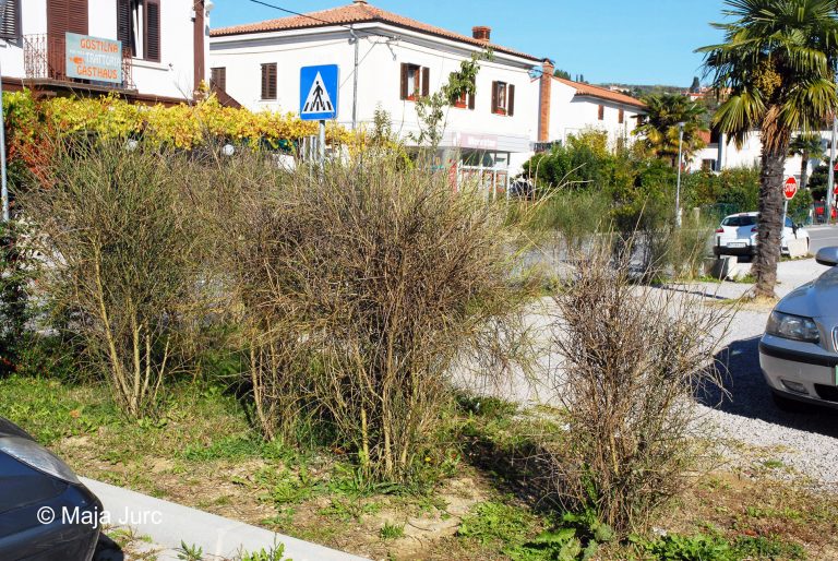 4-p