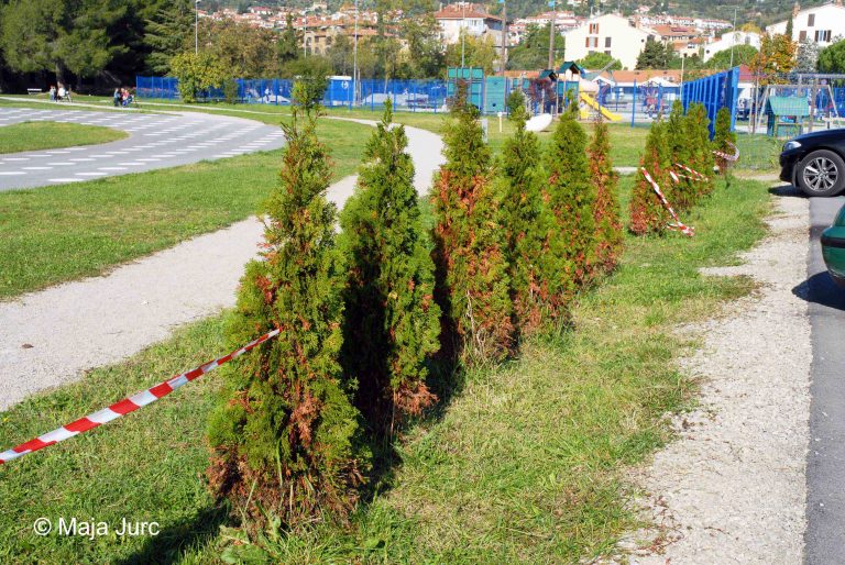 6-p