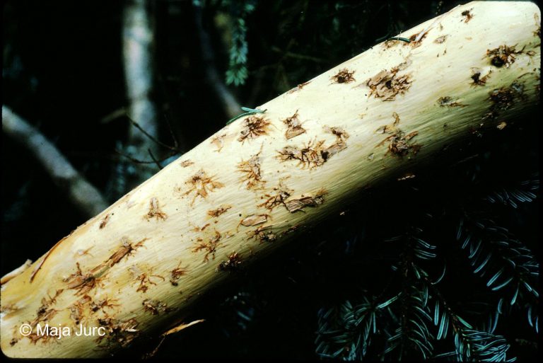 7-Cryphalus piceae galleries-Let DB-p