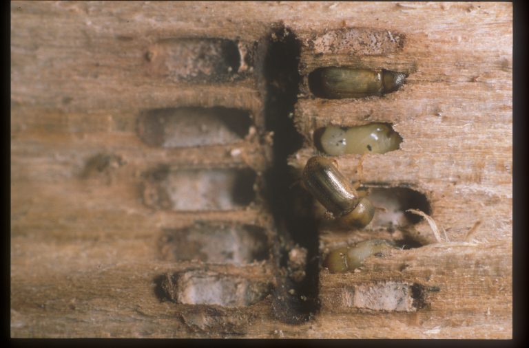 Image33 (2)