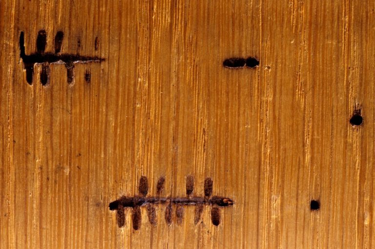SCO Xyloterus signatus ROV