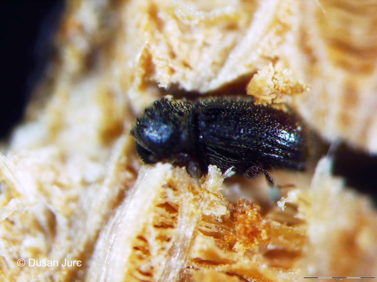 ernoporus-tiliae-odrasel DB-p