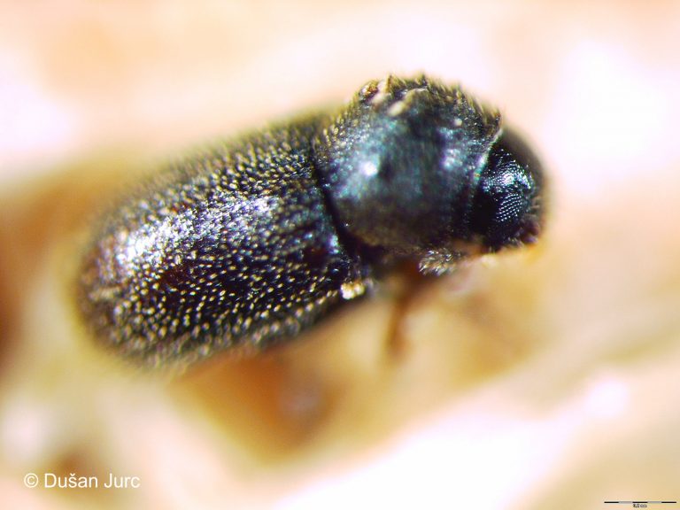 ernoporus-tiliae-odrasel2 (2) DB-p