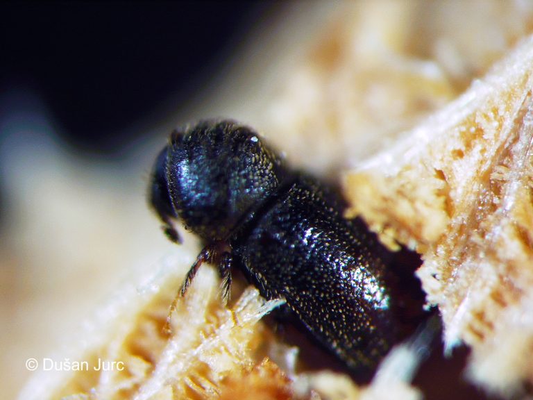ernoporus-tiliae-odrasel4 (6) DB-p.