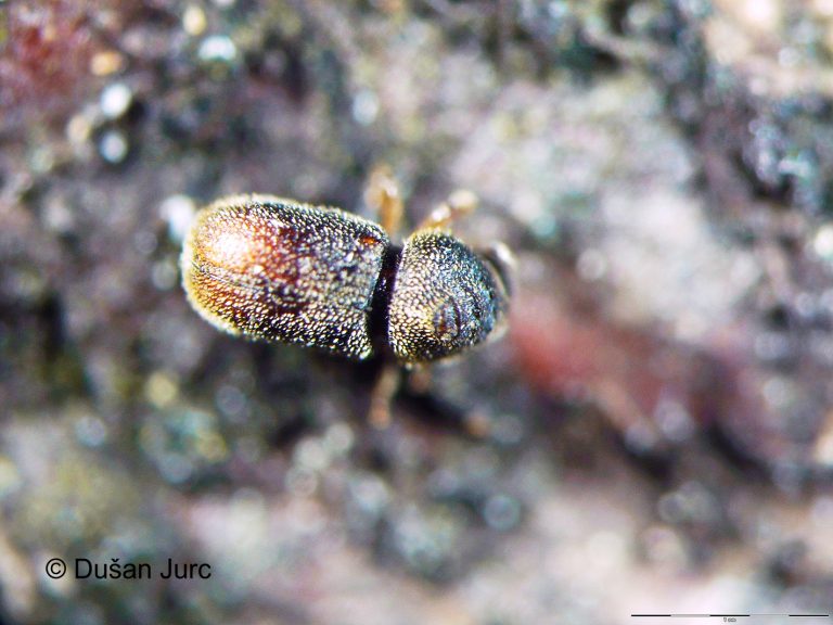 ernoporus-tiliae-odrasel5mer DB-p