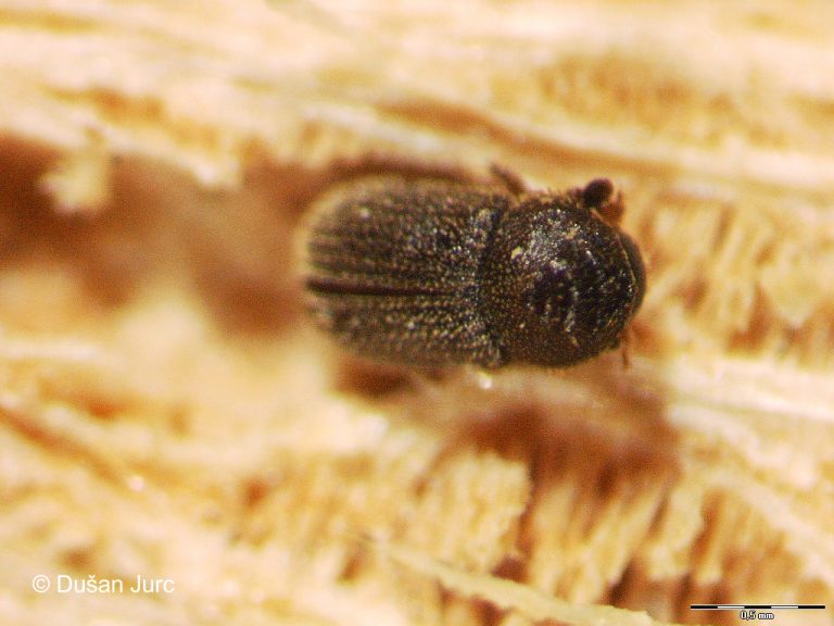 ernoporus-tiliae-p
