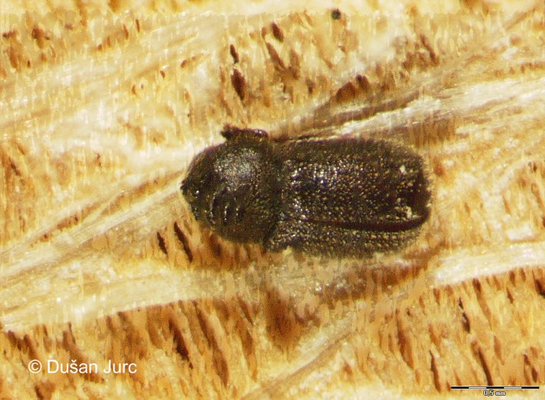ernoporus-tiliae4povecava-p