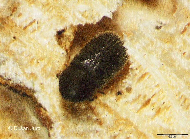 ernoporus-tiliae7Ipovecava-p
